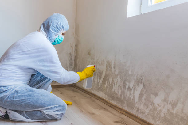 Best Attic Mold Removal  in Arapahoe, WY