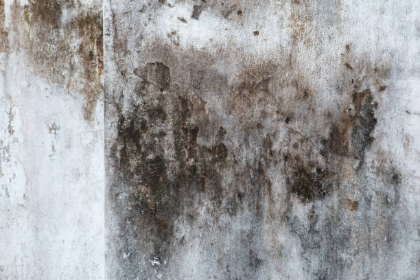 Best Mold Damage Restoration  in Arapahoe, WY