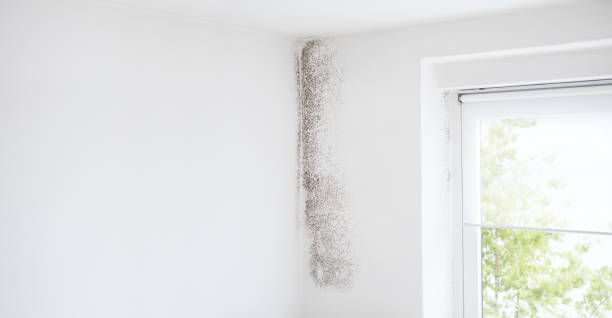 Best Air Quality Testing for Mold Spores  in Arapahoe, WY