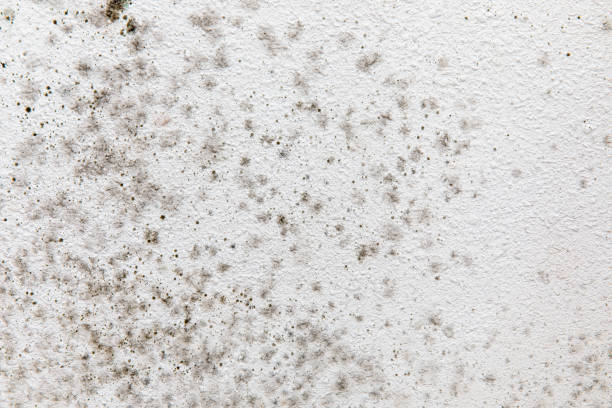 Best Industrial Mold Remediation  in Arapahoe, WY
